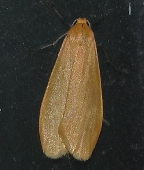 Eilema sororcula, Erebidae Arctiinae
